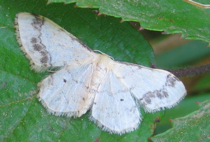 Geometridae: Idaea trigeminata e Idaea ochrata